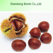 High Quanlity Chestnut New Crop Chestnut Fresh Chestnut